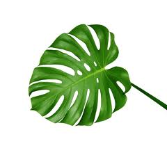 MONSTERA LARGE 5 STEM 